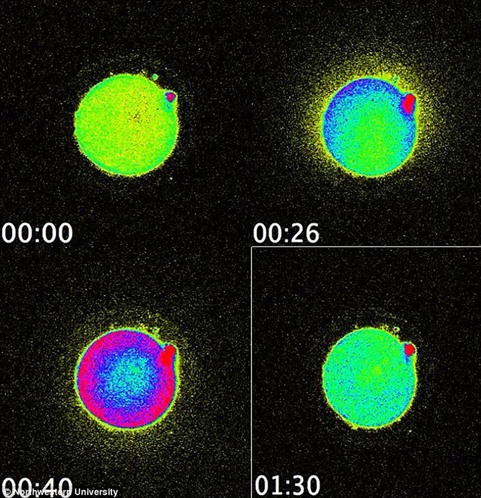 The egg into which the sperm is introduced begins to glow. 
