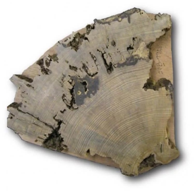 The mystery of the Anasazi, the mystical "tree of life" 4