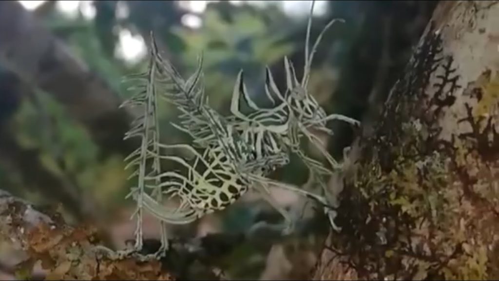 Strange skeleton-like creature found in Costa Rica 9