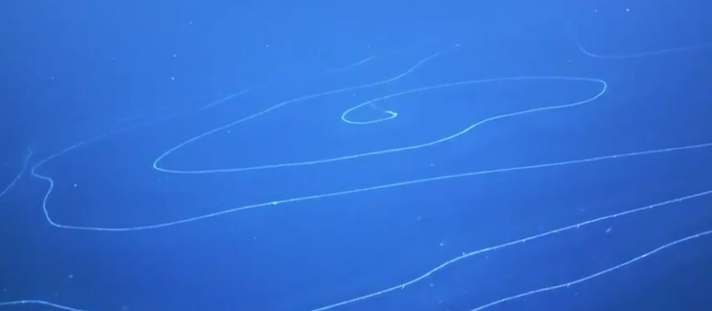 A a strange creature is filmed in the depths of the Indian Ocean 26