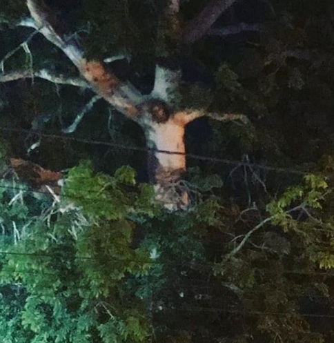 The "Tree of Jesus" was discovered in Colombia. A Divine sign? 44