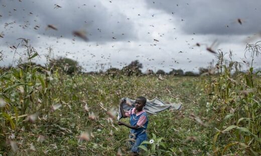 Catastrophic - Locust devastates Africa, Asia and the Middle East 1
