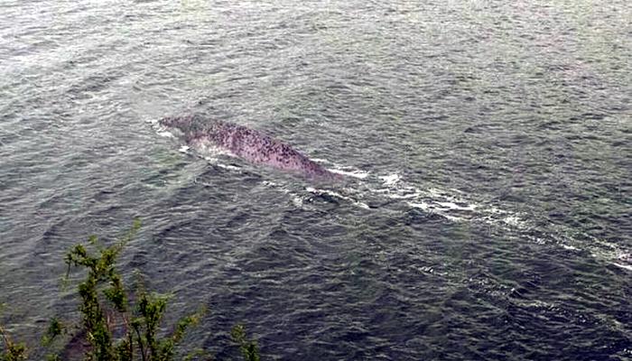 A Briton captured on camera a creature similar to the Loch Ness monster 9