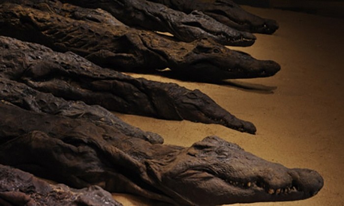 How the Egyptians worshiped a god with a reptilian head and why they needed thousands of crocodile mummies 8