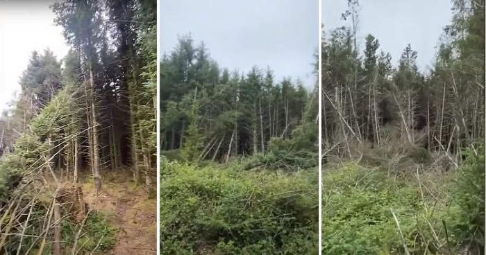 A Man Discovered A UFO Landing Site In A Forest And Heard Strange Screams 7