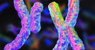 The Y chromosome degrades. Will men soon disappear? 6