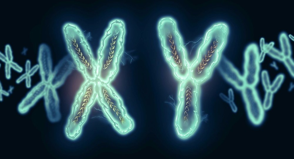 The Y chromosome degrades. Will men soon disappear? 1