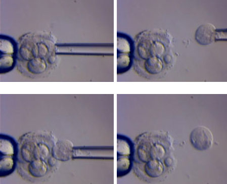 Designing people: GMO generation 6