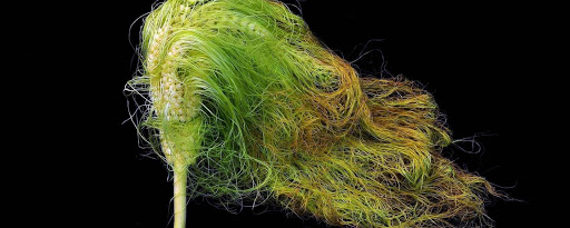 The Secret Life of Plants: They Hear, Communicate and Scream 7