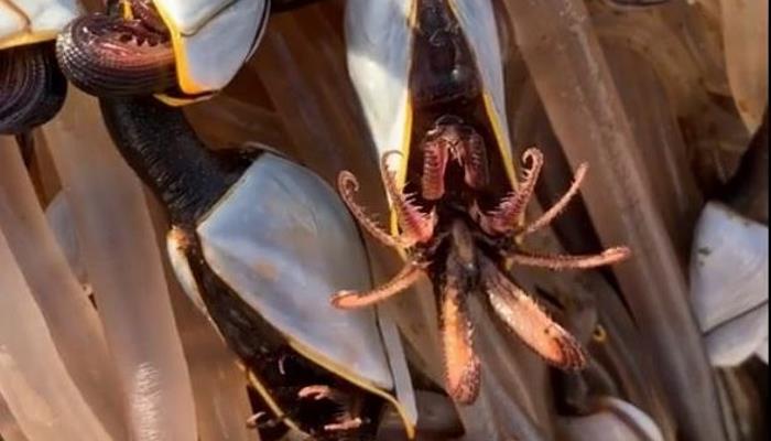 A tourist found a thousand-legged creepy beast washed up on the coast of Wales 1