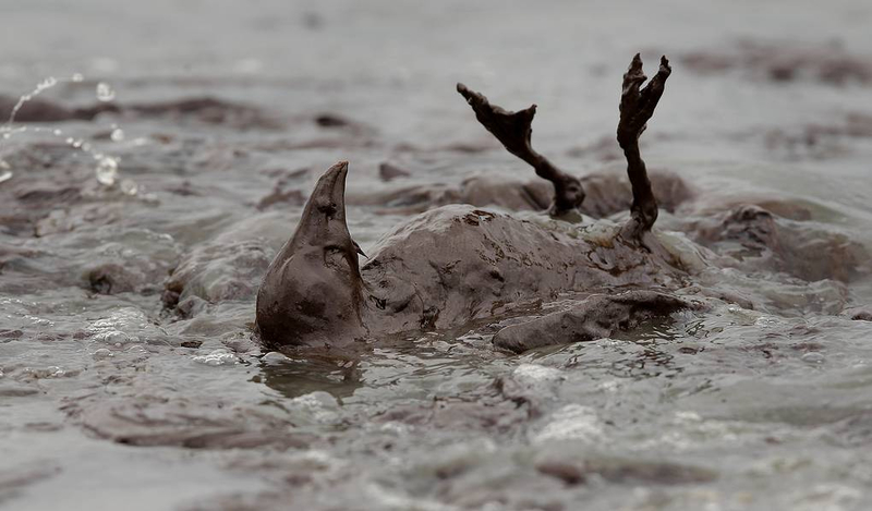 The world's oceans are under attack from man-made disasters 3
