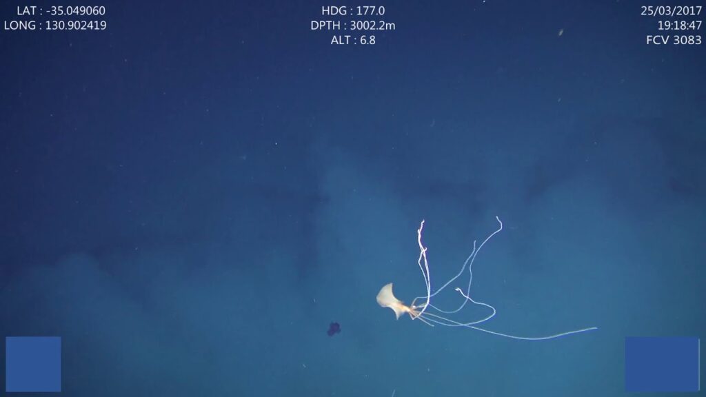Huge mysterious inhabitants of the depths caught on video 29