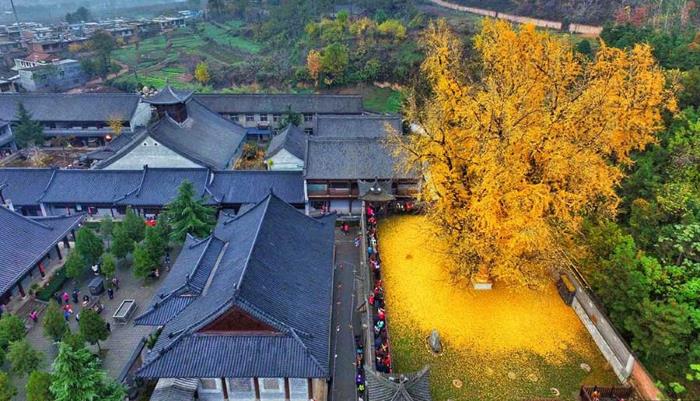 1,400-year-old tree in China turned "golden" 1