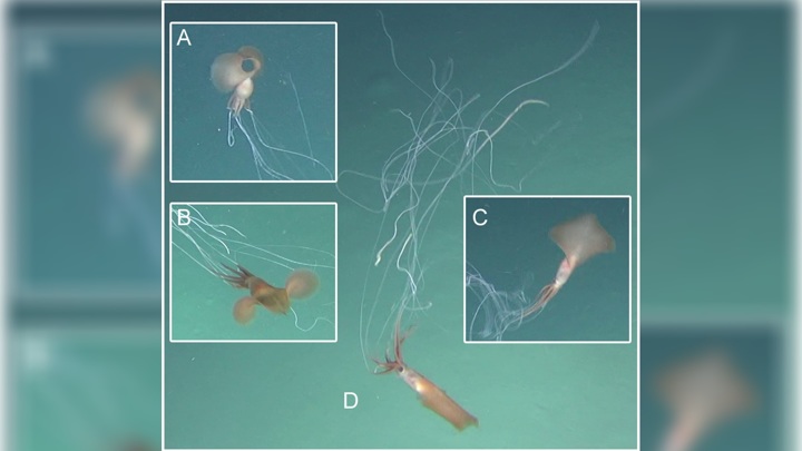 Huge mysterious inhabitants of the depths caught on video 2