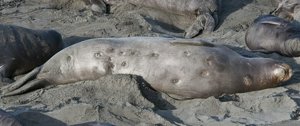 This female elephant seal was unlucky enough to be attacked by a Brazilian glowing shark. The bites of this fish rarely lead to the death of marine life, but they give them a lot of torment / © Jerry Kirkhart | Wikimedia