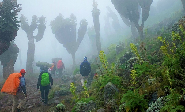 A prehistoric forest that grew on earth a million years ago was found on the slope of Kilimanjaro 1