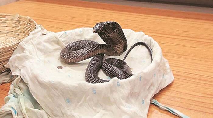 The bite of a king cobra is fatal in most cases / Photo: indianexpress.com The bite of a king cobra is fatal in most cases / Photo: indianexpress.com
