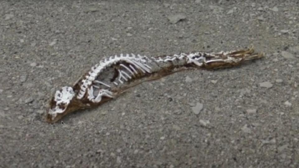 The skeleton of a mysterious "prehistoric beast" found in Antarctica? 19
