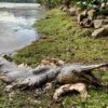 Mystery in Singapore: Huge alligator-sized "prehistoric" fish found dead on the beach 8
