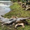 Mystery in Singapore: Huge alligator-sized "prehistoric" fish found dead on the beach 11