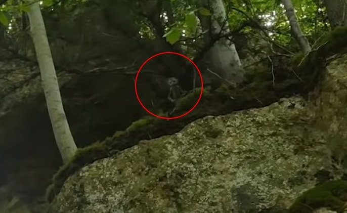 Fairy Hunter captures tiny green men in the forest - Paranormal News