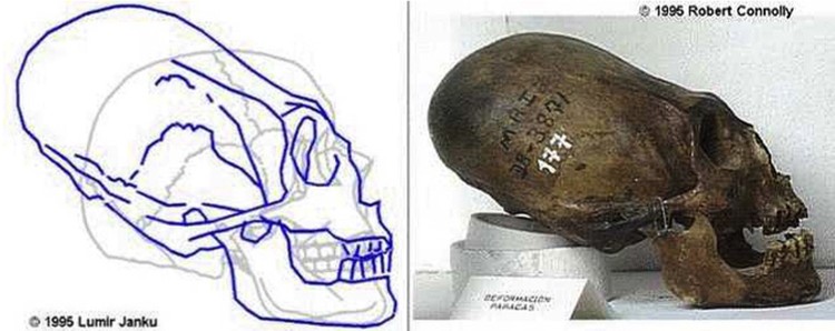 South American Elongated Skulls from the Robert Connolly Collection.