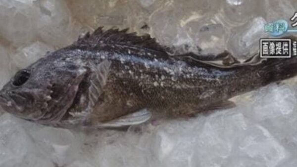 A Radioactive Fish Was Caught Near Fukushima, The Radiation Of Which Is 5 Times Higher Than The Permissible Standards 1