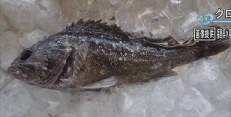 A Radioactive Fish Was Caught Near Fukushima, The Radiation Of Which Is 5 Times Higher Than The Permissible Standards 1