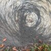 For some unknown reason, Hundreds Of Earthworms began to move in a spiral as they were planning to take over the world 8