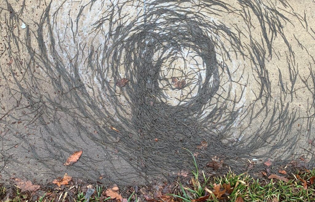 For some unknown reason, Hundreds Of Earthworms began to move in a spiral as they were planning to take over the world 1