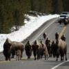 The time for migration has not yet come, but the buffalo have begun to actively leave Yellowstone 12