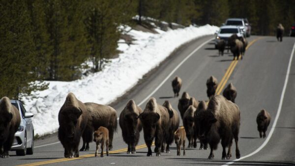 The time for migration has not yet come, but the buffalo have begun to actively leave Yellowstone 13