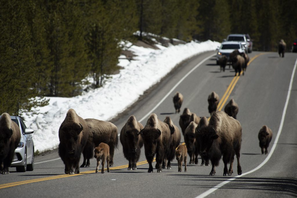 The time for migration has not yet come, but the buffalo have begun to actively leave Yellowstone 1