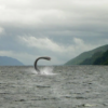 Loch Ness monster reappears? 3 people saw a huge black shadow moving slowly 44