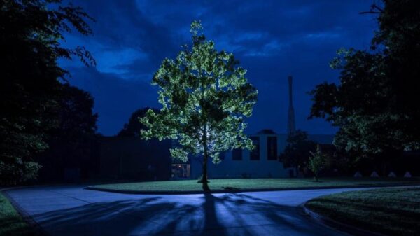 Scientists are looking for "moon trees" grown from seeds that have been on board the "Apollo 14" 25