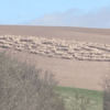 No crop circles and UFO tracks? Hundreds of sheep for no apparent reason walked in circles in a British field 10