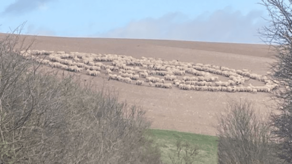 No crop circles and UFO tracks? Hundreds of sheep for no apparent reason walked in circles in a British field 9