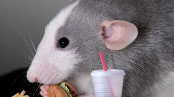 An experiment with mice: The body can react to fast food as a dangerous infection 16