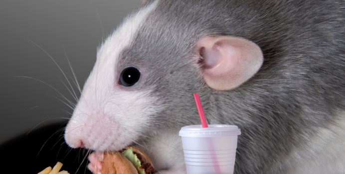 An experiment with mice: The body can react to fast food as a dangerous infection 1