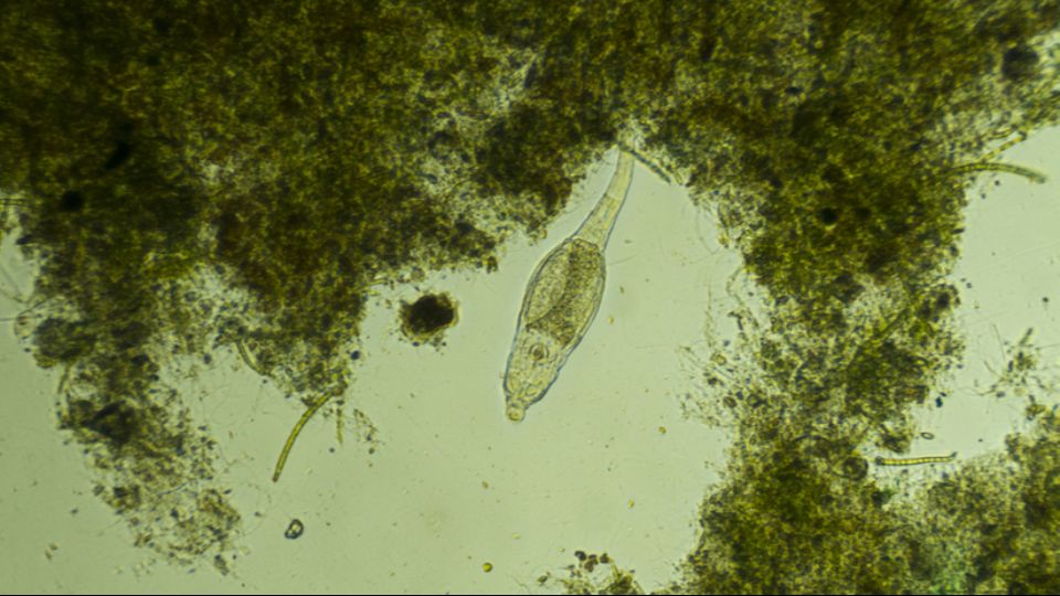 Organisms from the Siberian Permafrost came to life after 24 thousand years and began to actively multiply 1