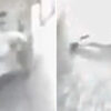 In Colombia, security guards were attacked by something invisible 11
