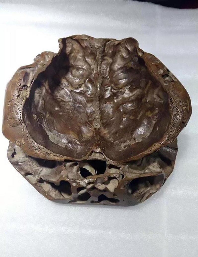 Beweis für die Existenz einer anderen Humanoidenrasse, die in den Höhlen des "mongolischen Amazonas" gefunden wurde? 4 Teil des Schädels einer mysteriösen Kreatur.