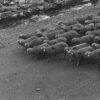 Human herd on the run from free range farms to intensive-meat processing plants 10