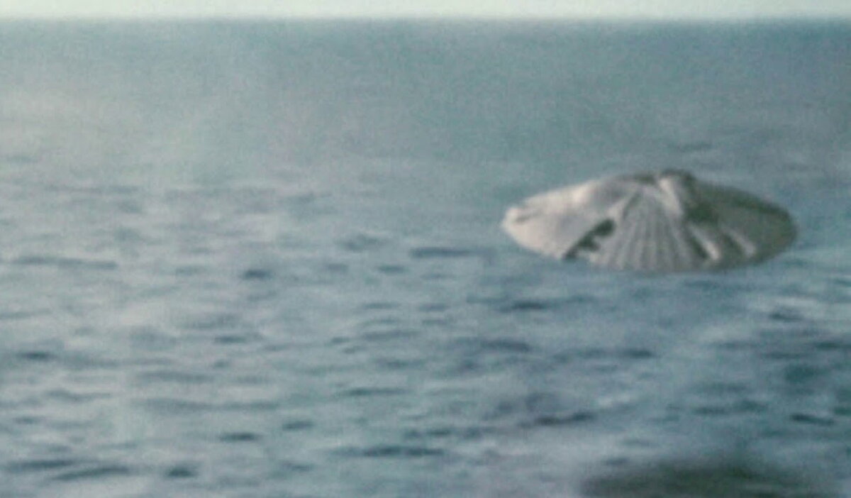 1983 kollidierte die US-Marine bei Übungen im Atlantik mit nicht identifizierten untergetauchten Objekten. Was sind sie geworden? 4 Sie können sowohl schwimmen als auch fliegen.