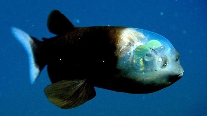 A barrel-eyed fish with a transparent head.