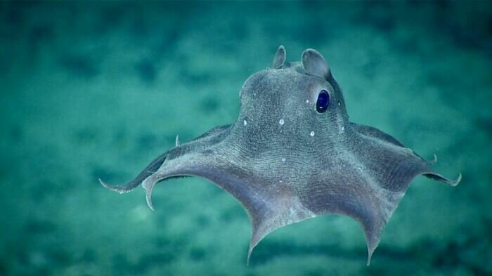 Grimpoteuthis or parasol octopus.