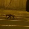 In Australia, a long extinct animal was noticed on the city streets - the Tasmanian tiger 4