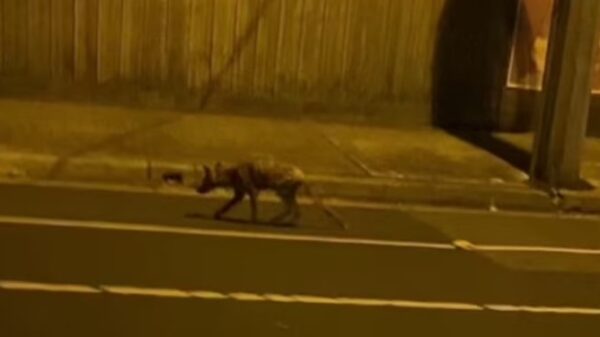 In Australia, a long extinct animal was noticed on the city streets - the Tasmanian tiger 31