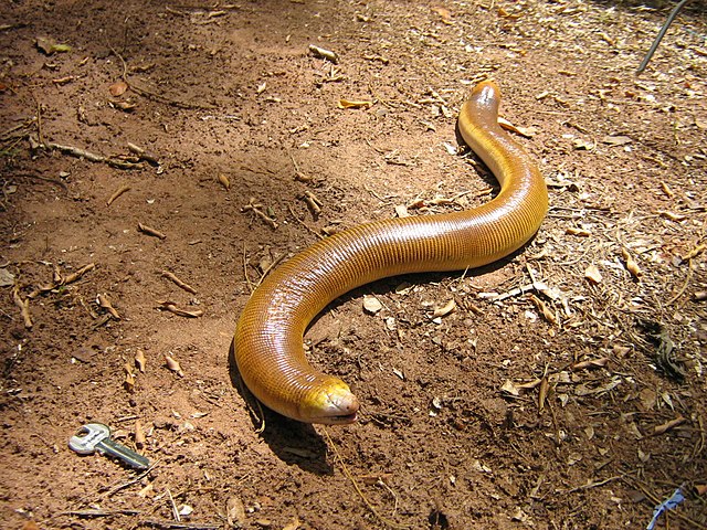 File:Amphisbaena alba03.jpg - Wikimedia Commons