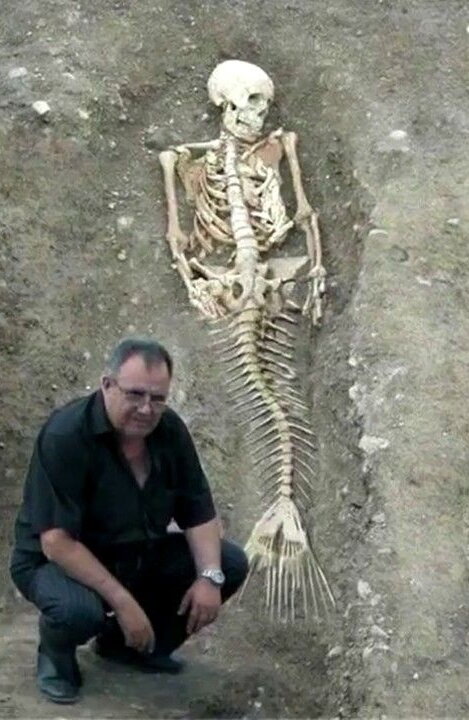 Mermaid skeleton.  Source: https://i.pinimg.com/originals/9e/14/b6/9e14b603a088800459b424c9c694490f.jpg